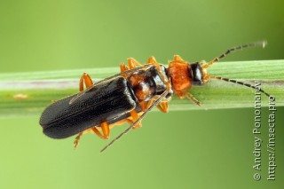 Cantharis flavilabris