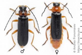 Cantharis flavilabris