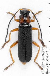 Cantharis flavilabris