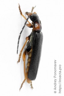 Cantharis flavilabris