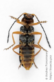 Cantharis flavilabris