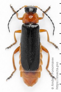 Cantharis flavilabris