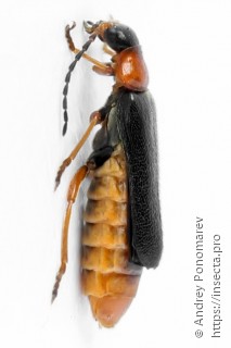 Cantharis flavilabris