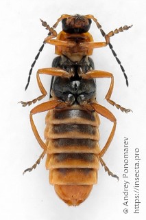 Cantharis flavilabris