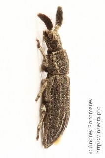 Orthocerus clavicornis