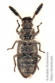 Orthocerus clavicornis