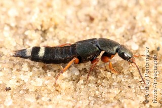 Platydracus fulvipes