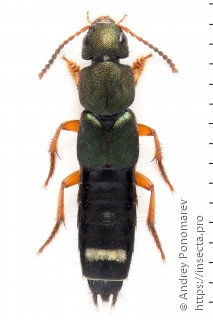 Platydracus fulvipes