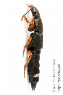 Platydracus fulvipes