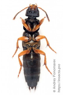 Platydracus fulvipes