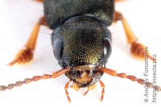 Platydracus fulvipes