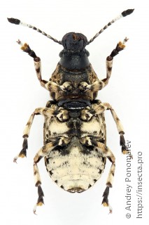 Platystomos albinus