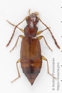 Anthophagus caraboides