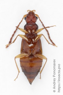 Anthophagus caraboides