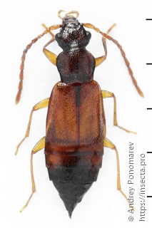 Anthophagus caraboides