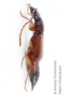 Anthophagus caraboides