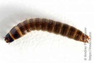 Denticollis linearis