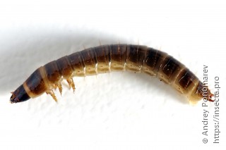 Denticollis linearis