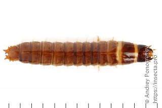 Denticollis linearis