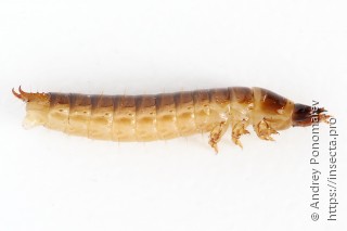 Denticollis linearis