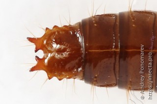 Denticollis linearis