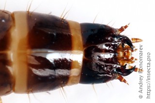 Denticollis linearis