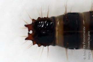 Denticollis linearis