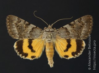 Catocala neonympha