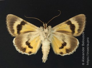 Catocala neonympha