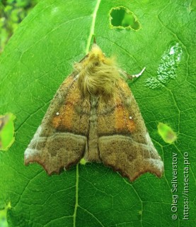 Scoliopteryx libatrix