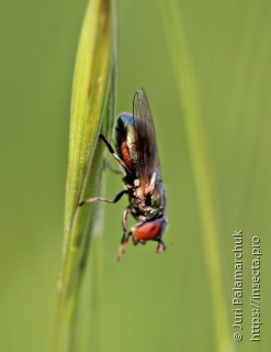 Lejogaster tarsata