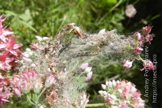 Yponomeuta sedella