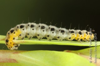 Yponomeuta sedella