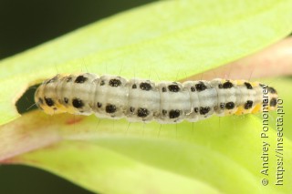 Yponomeuta sedella