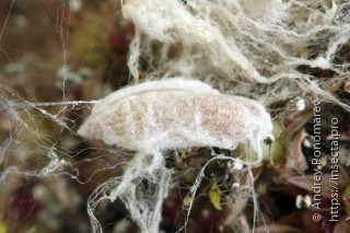 Yponomeuta sedella