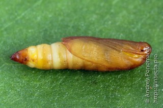 Yponomeuta sedella