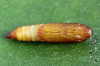 Yponomeuta sedella