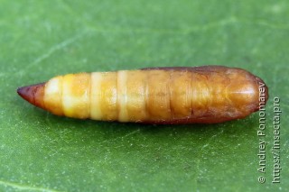 Yponomeuta sedella