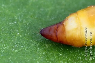 Yponomeuta sedella