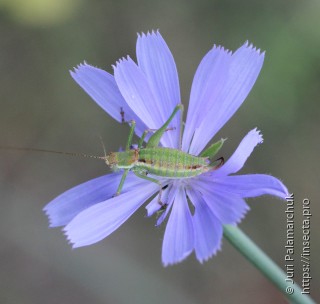 Leptophyes albovittata