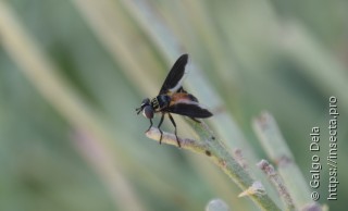 Trichopoda pennipes