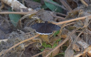 Erynnis funeralis