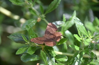 Emesis ocypore zelotes