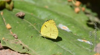 Eurema deva deva