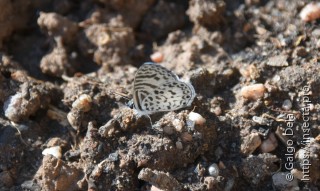 Leptotes cassius