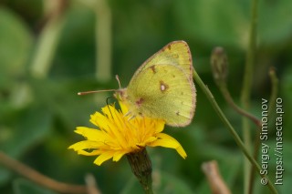 Colias hyale