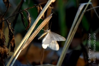 Operophtera fagata