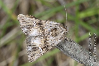 Calophasia lunula