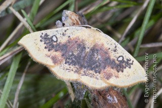 Cyclophora albiocellaria