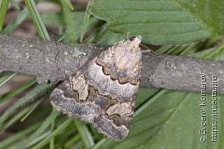 Drasteria rada